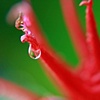 Anew