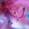 Sleeping Beauty II