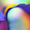 Iris Rainbow