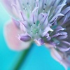 Glance of a flower