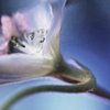 Delphinium of Desire 