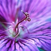 Chimerical......again