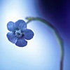 Oh so blue.....