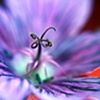 Chimerical revisit....