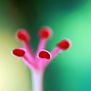Watermelon colors swim through my head......