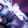 The Flower