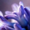Hyacinth