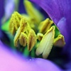 Violaceous