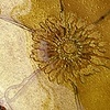 Transparent Flower dishes