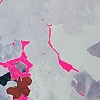 Fuchsia 6