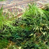 detail: untitled 