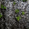 Untitled (Garden)