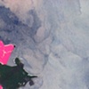 Detail Fuchsia 6