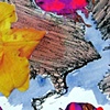 Detail: Fuchsia 2