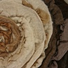 'collage flower' warm- detail