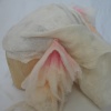 the BUSTLED BRIDE