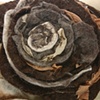 'collage flowers trio'- warm detail1