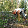 Merlin Planting