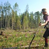 Jackson Planting