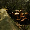 muushrooms