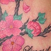 Cherry blossom branch