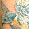 Rich's Blue bird