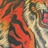 Bill tiger after