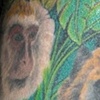 chimps 2
