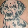 Dalmation portrait