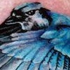 Jen's Blue jay