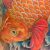 Nick's Koi