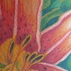 Lily 