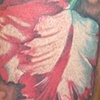 Susan's Tulip