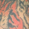 Bill tiger before