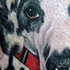 Sarah's  Dalmation