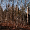 Untitled 5