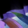 guzmania