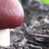 mushroom