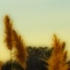 soft breeze