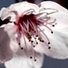 rising blossoms