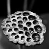 lotus pod (b/w)