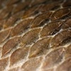 scales