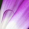 Gardening is the art that uses flowers and plants as paint, and the soil and sky as canvas.