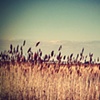 summer in my mind