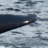 whale tail, provincetown 