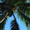 palms
