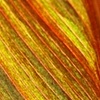 flame2