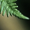 fern tails