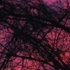 rise