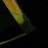 C\